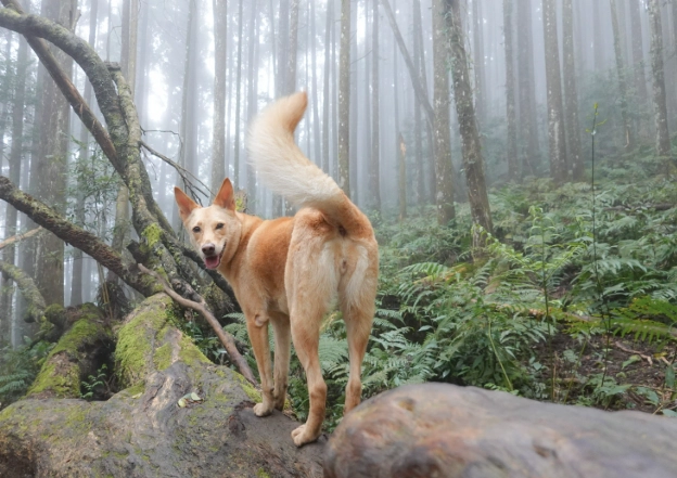 雙北寵物友善景點推薦