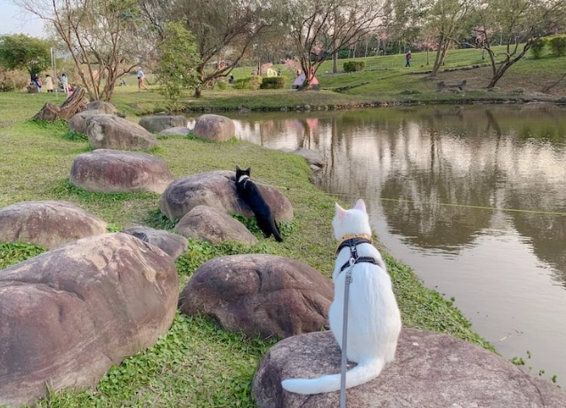 帶狗散步景點 新北