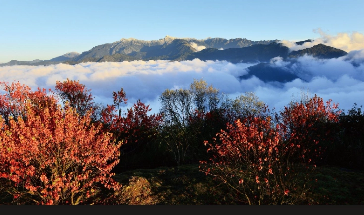 阿里山神木群 交通