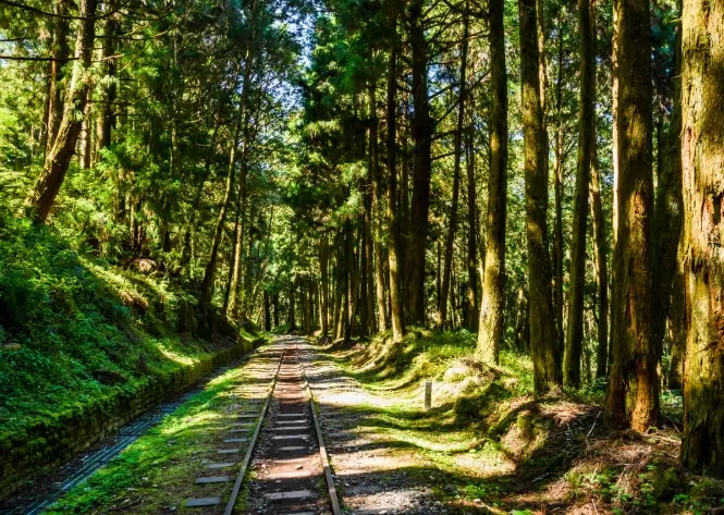 阿里山開車路線