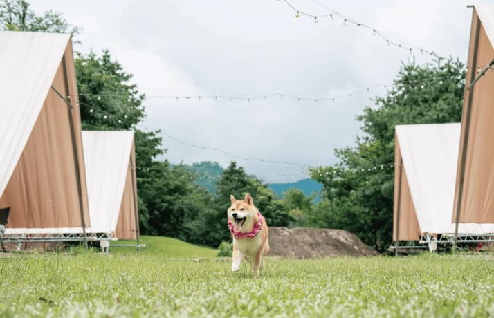 阿里山寵物友善