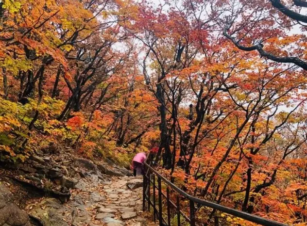韓國賞楓