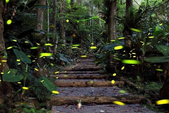 螢火蟲景點推薦