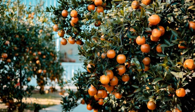 橙香森林附近景點
