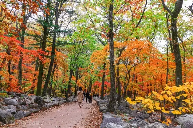 韓國雪嶽山賞楓