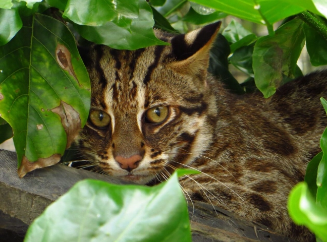 阿里山寵物友善
