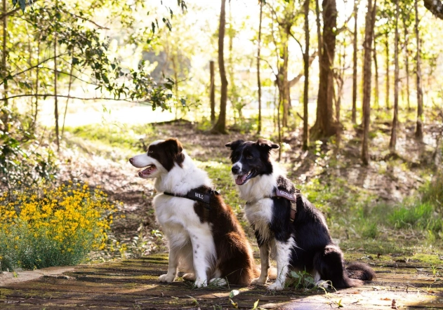 帶狗散步景點 新北