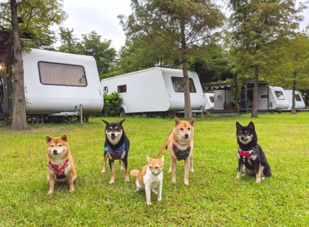 阿里山帶狗住宿