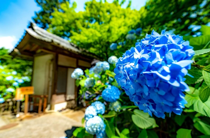 鎌倉一日遊攻略