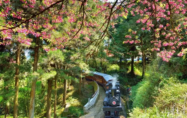 阿里山寵物規定