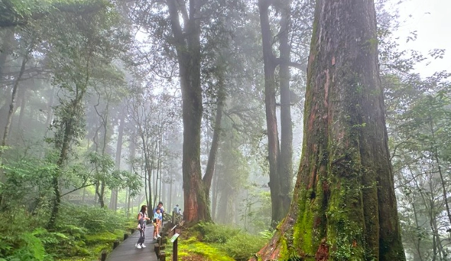 阿里山國家公園可以帶狗嗎