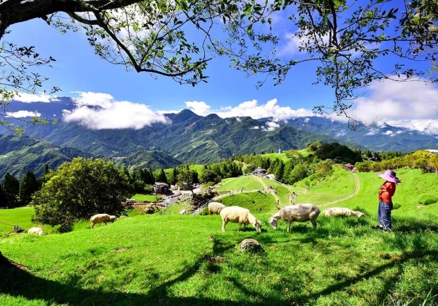 清境農場 免費 停車 清境農場 免費 停車