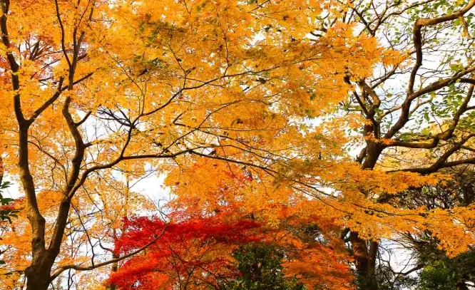 東京秋天旅行 東京秋天旅行