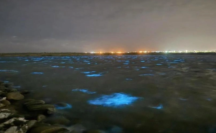 台南藍眼淚季節