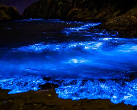 台南藍眼淚季節