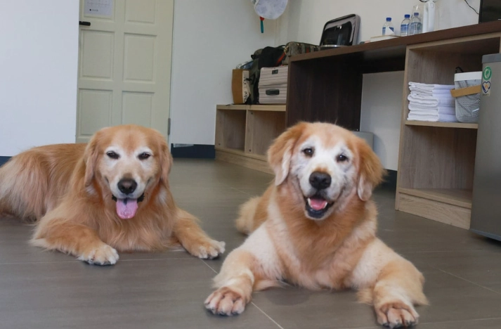 帶狗住宿阿里山