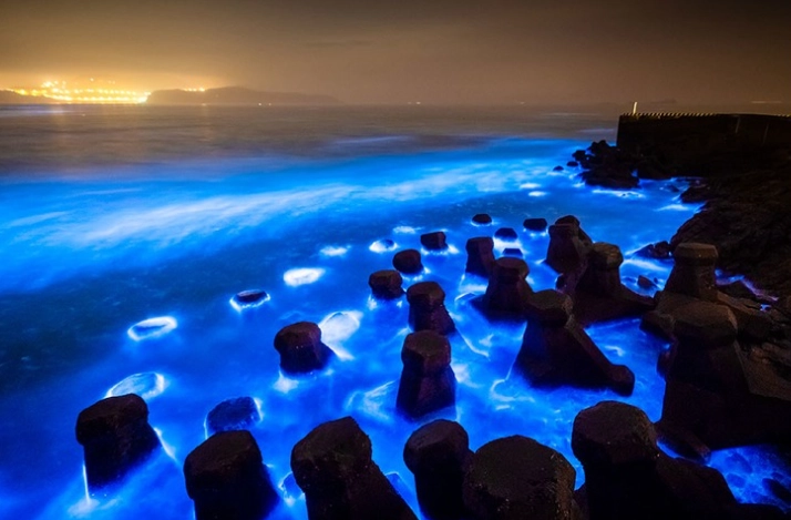 台南藍眼淚觀賞地點