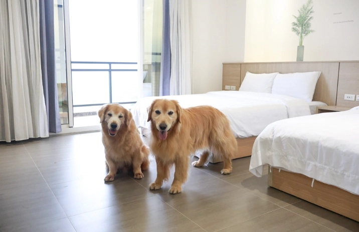 帶狗住宿阿里山