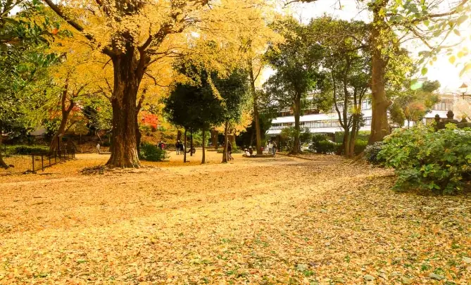 東京秋天旅行 東京秋天旅行