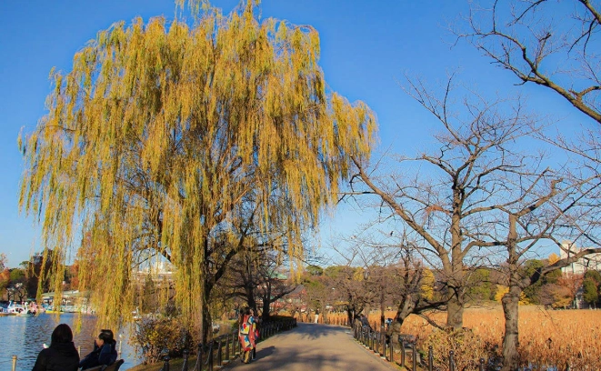 上野紅葉觀賞 上野紅葉觀賞