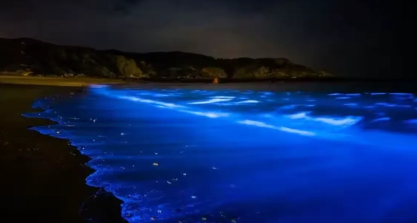 台南藍眼淚觀賞地點