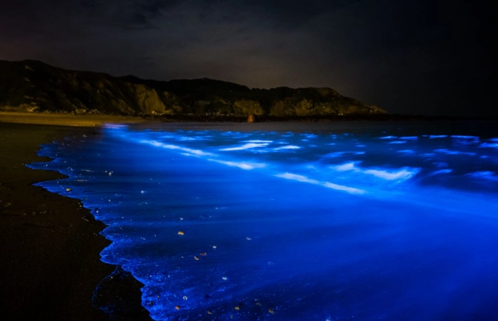 台南藍眼淚觀賞地點