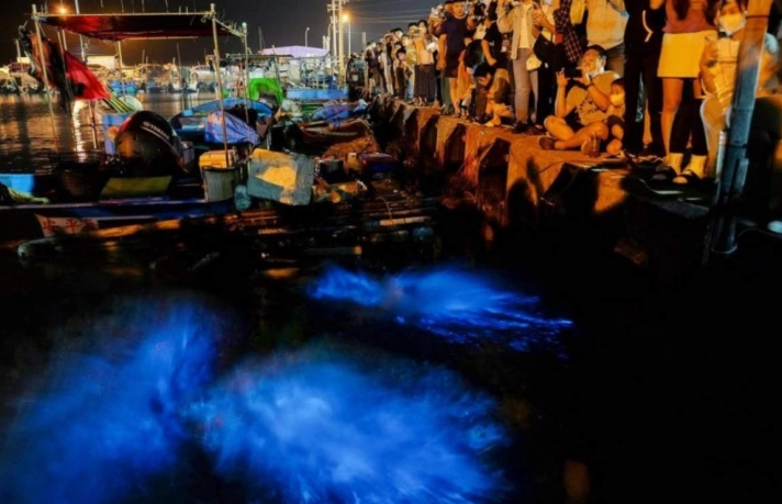 台南藍眼淚季節