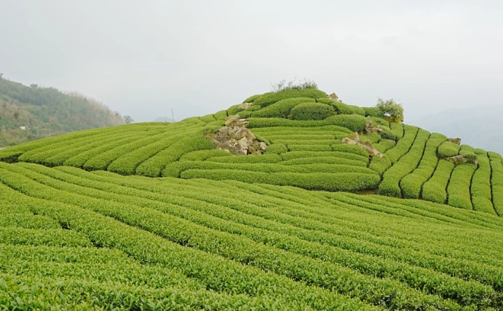 阿里山住宿推薦