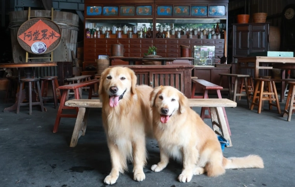 彰化市寵物友善住宿