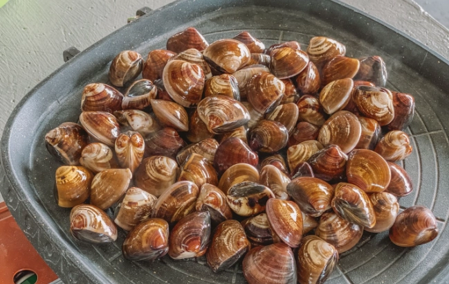 潮間帶生態體驗 潮間帶生態體驗