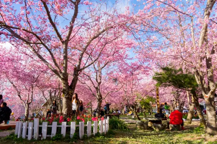 拉拉山帶狗 拉拉山帶狗