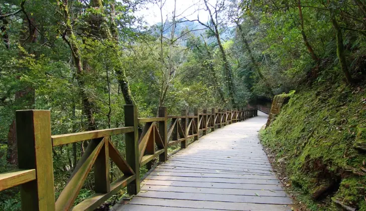 拉拉山巨木群步道 拉拉山巨木群步道