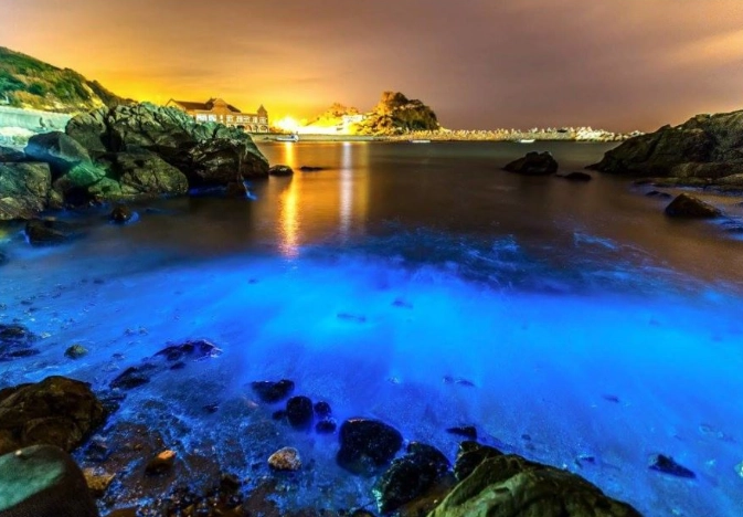 藍眼淚自由行 藍眼淚自由行