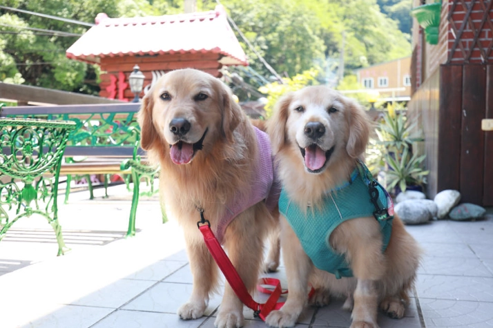 拉拉山寵物友善 拉拉山寵物友善