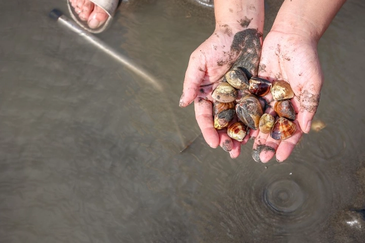 潮間帶生態體驗 潮間帶生態體驗