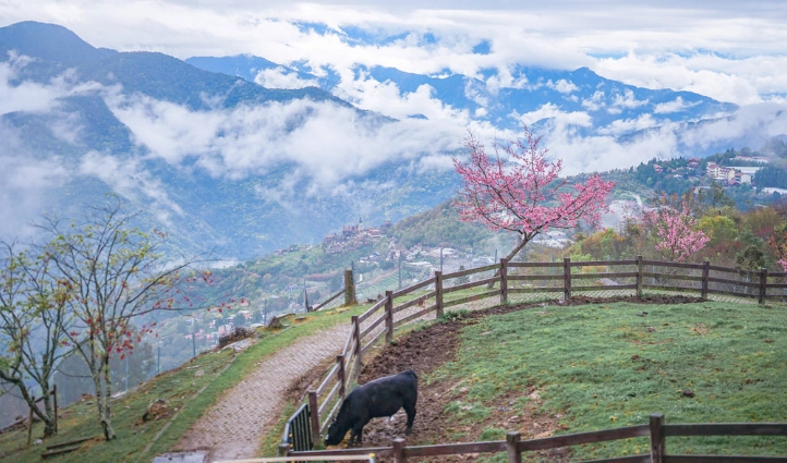 清境農場行程規劃 清境農場行程規劃