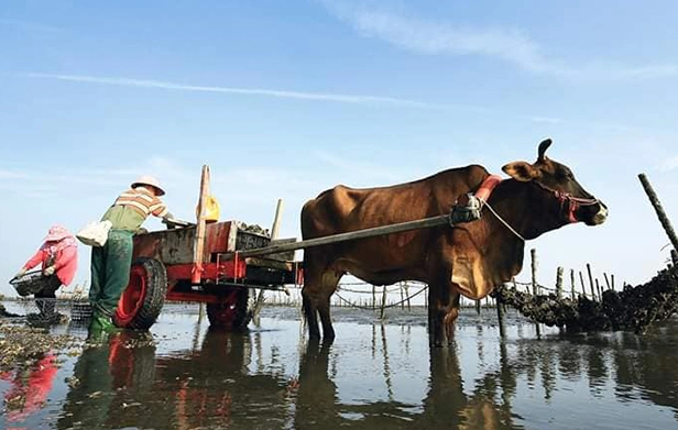 王功潮間帶 王功潮間帶
