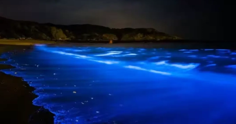 台南藍眼淚時間全解析：最佳觀賞期、地點與追淚秘訣