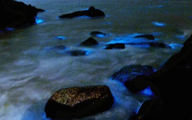 台南藍眼淚觀賞