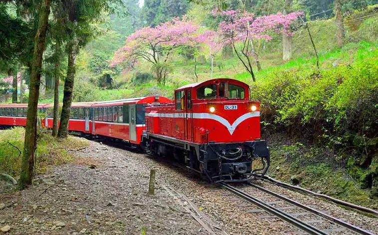 帶狗坐阿里山火車