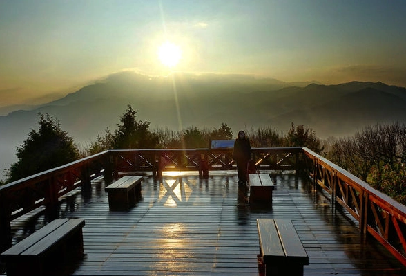 阿里山森林遊樂區寵物