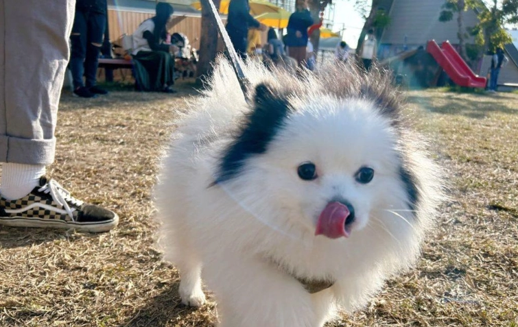 帶狗出遊 帶狗出遊