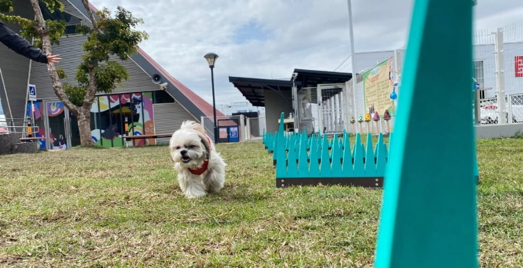 寵物遊樂園 寵物遊樂園