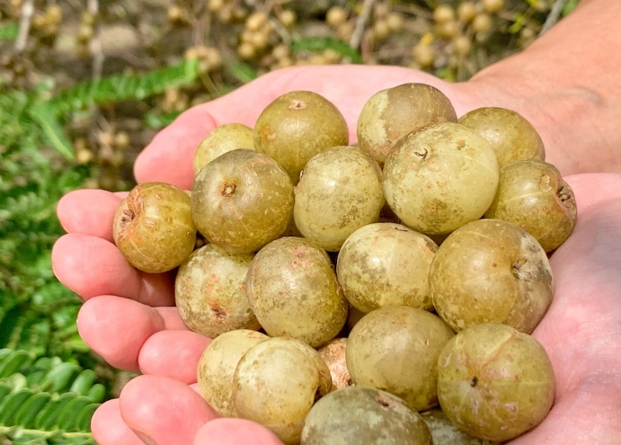 採果一日遊 採果一日遊