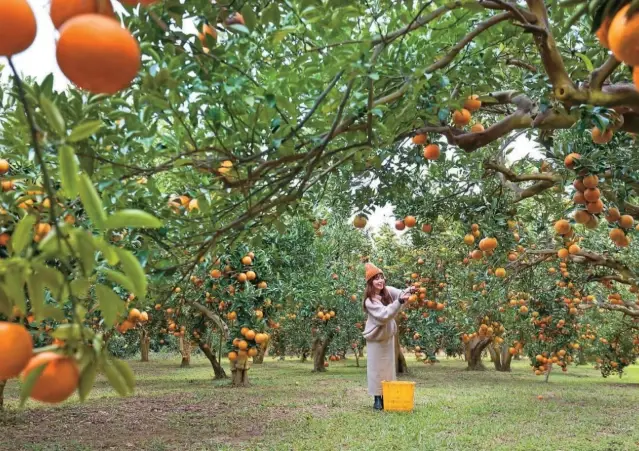 苗栗採果一日遊攻略：果園推薦、行程規劃與必訪景點