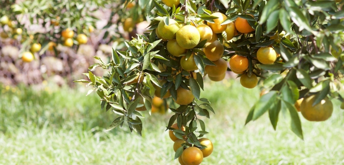 苗栗採果 苗栗採果