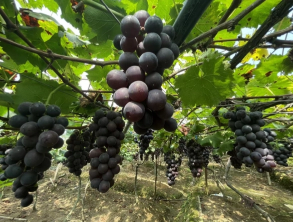 苗栗果園推薦 苗栗果園推薦