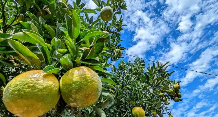 採果一日遊 採果一日遊