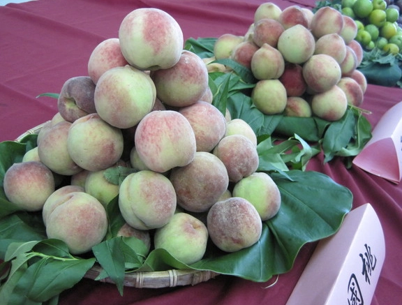 苗栗果園推薦 苗栗果園推薦