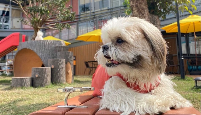 寵物友善景點 寵物友善景點